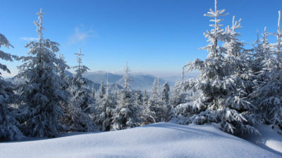 Snötäckt vinterlandskap med granar och fjäll.