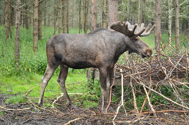 Älg som står i skogen.