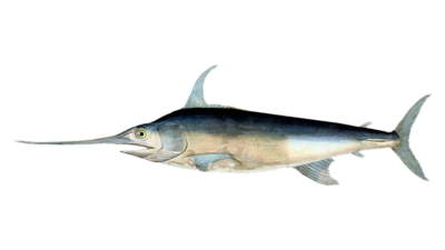 En svärdfisk.