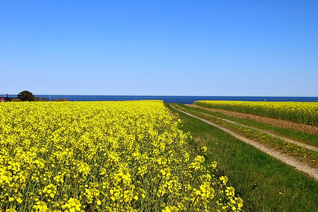 Bild på blå himmel, blått hav och ett fält med gul raps.