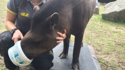 Djurskötaren Emmy matar Tapiren Carl Philip för att han ska stå kvar på vågen.