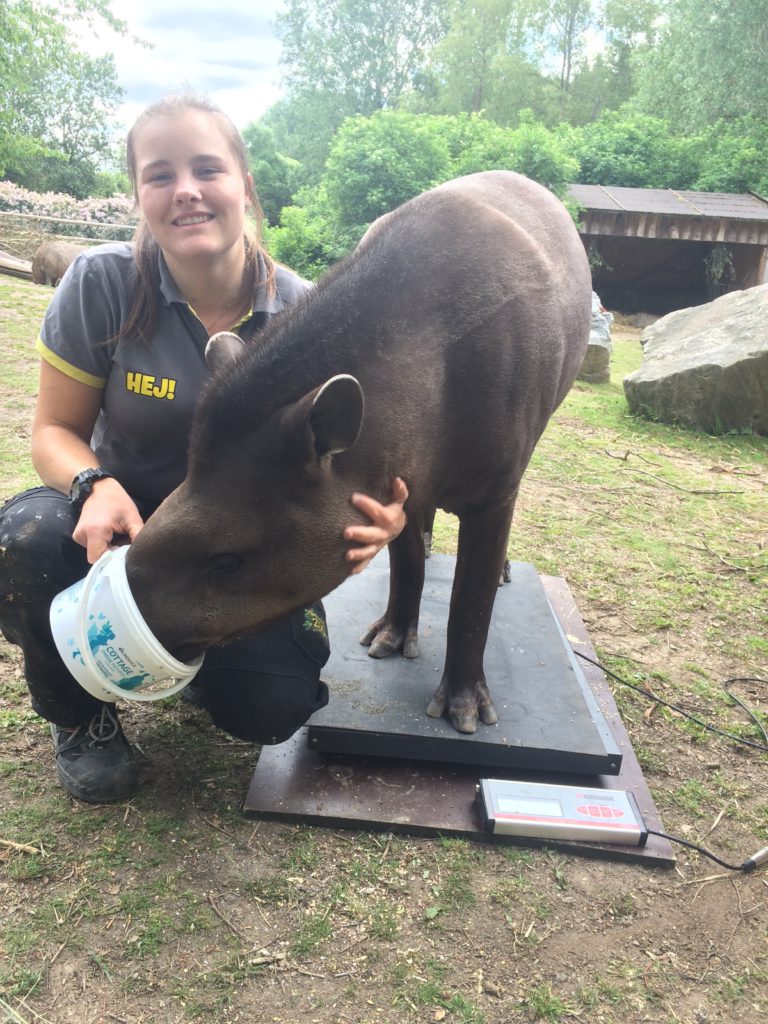 Djurskötaren Emmy matar Tapiren Carl Philip för att han ska stå kvar på vågen.