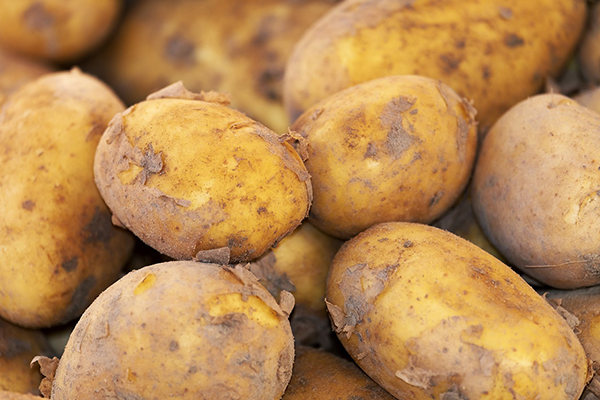 Foto på potatis