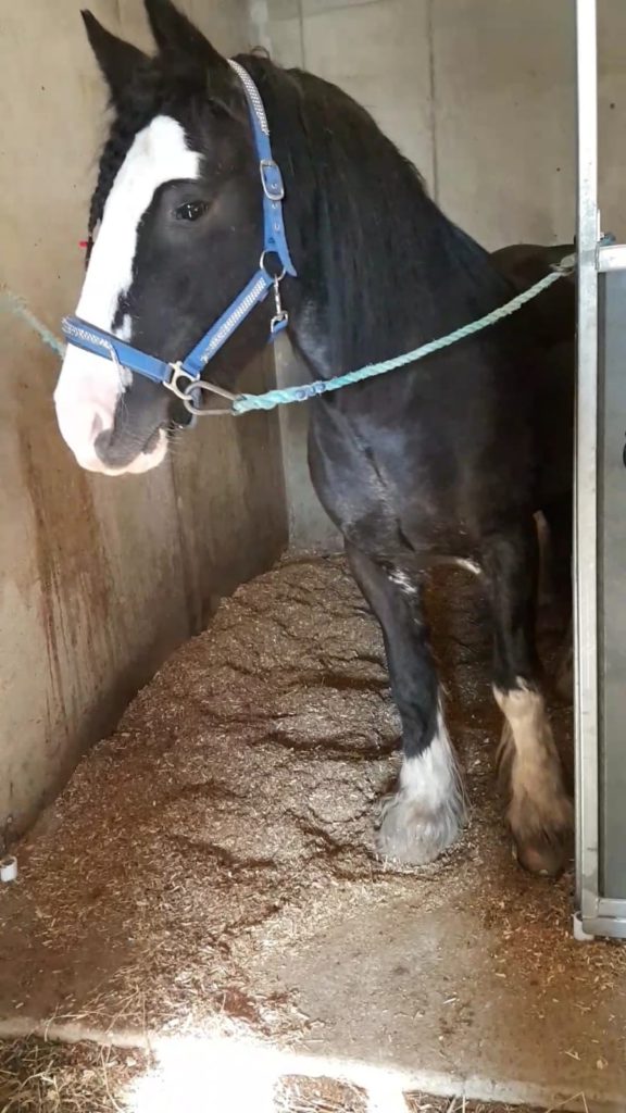 Hippologums ponny Bobby.