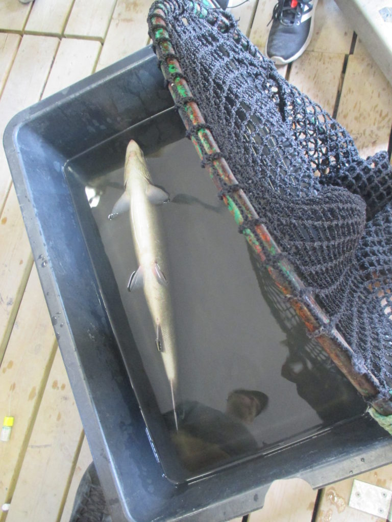 En lax som ligger i bedövningsvatten.