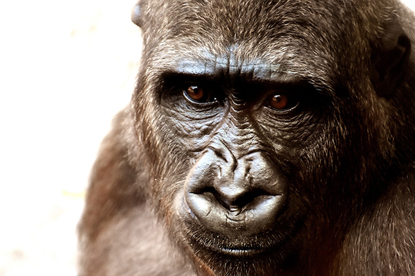 gorilla
