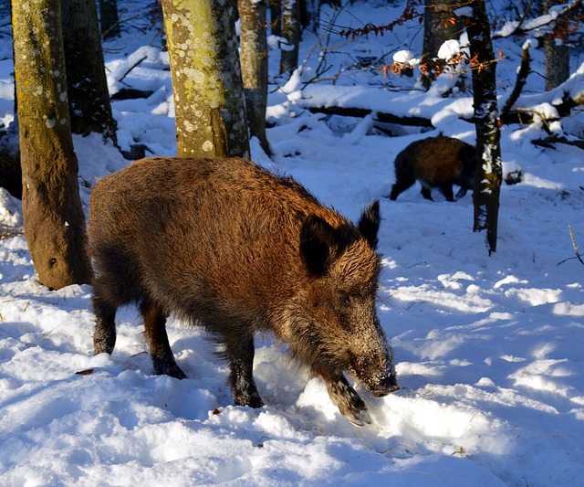 Närbild på ett vildsvin. Marken är täckt av snö. I bakgrunden finns träd.