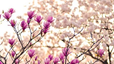 utslagen blommor på ett träd