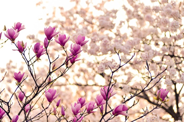 utslagen blommor på ett träd