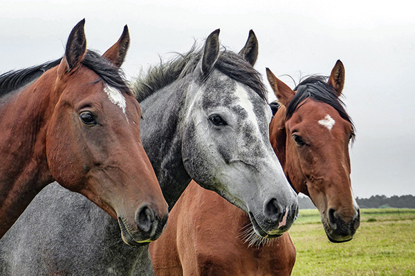 Foto på tre hästar i profil.