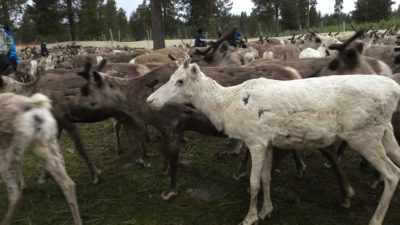 En vit ren står bland massor andra bruna renar.