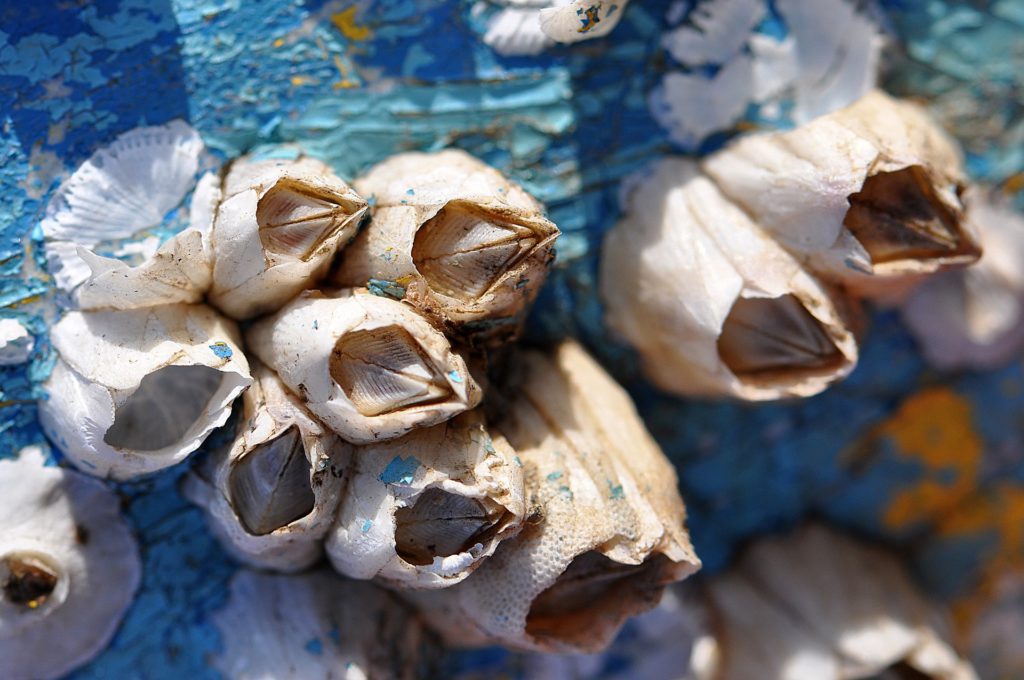 Havstulpaner sitter på en hård yta. De liknar små vulkaner med ett hål längst upp.