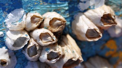 Havstulpaner sitter på en hård yta. De liknar små vulkaner med ett hål längst upp.