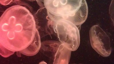 En bild på Öronmaneter.