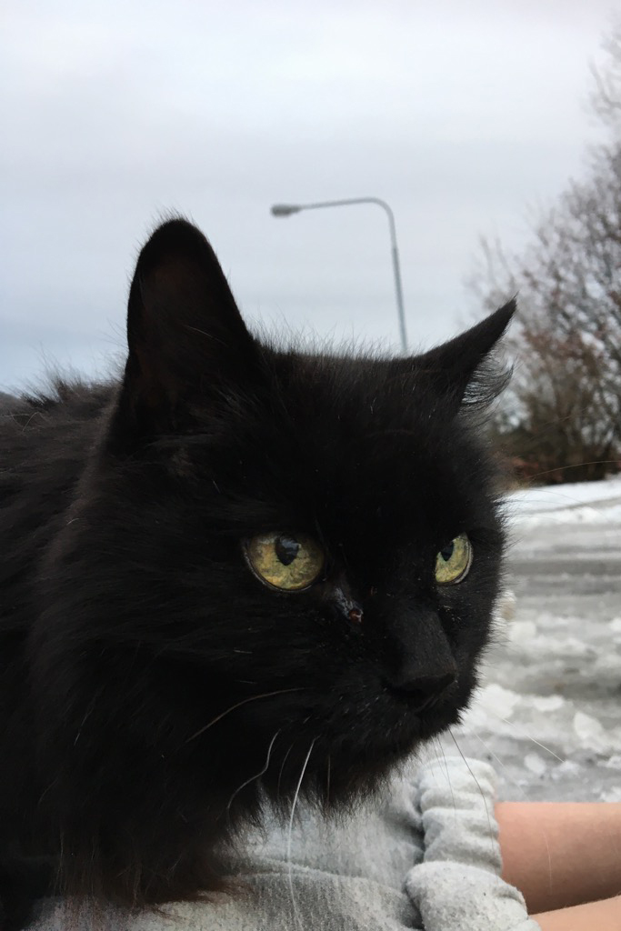Katten Simon