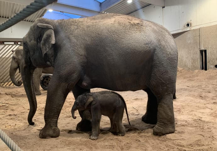 Kungens elefant har fått barn