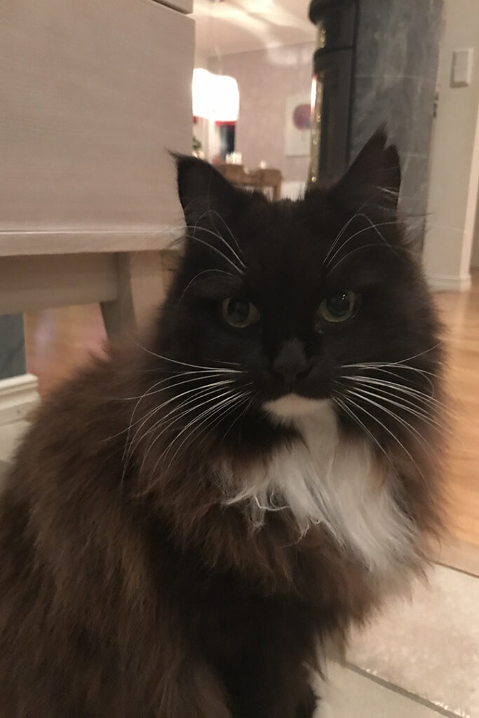 Katten Garbo